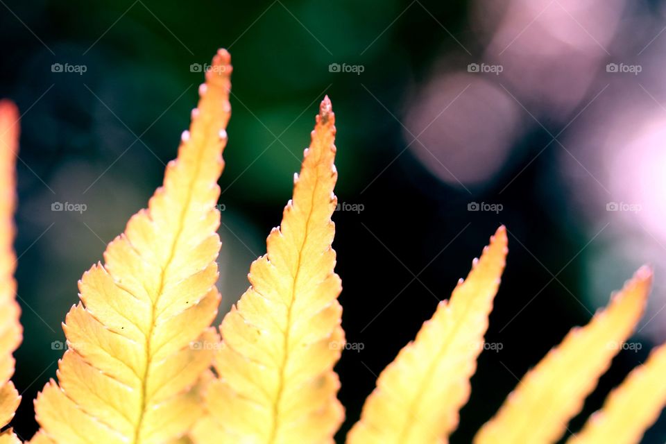 Leaf close-up