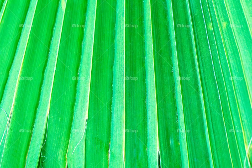 пальмовая ветка зелёного цвета