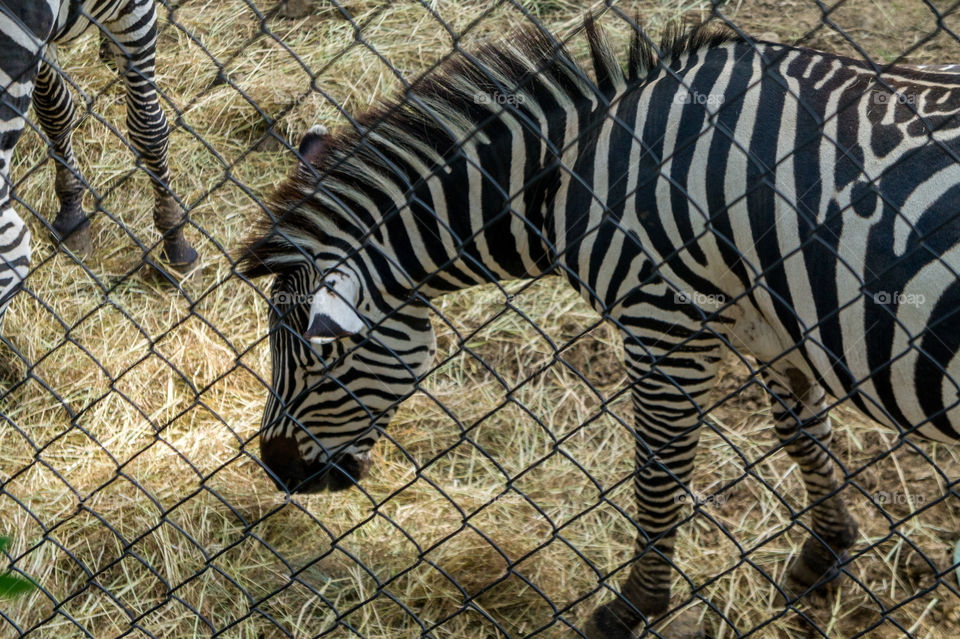 Zebra eating behind a fence