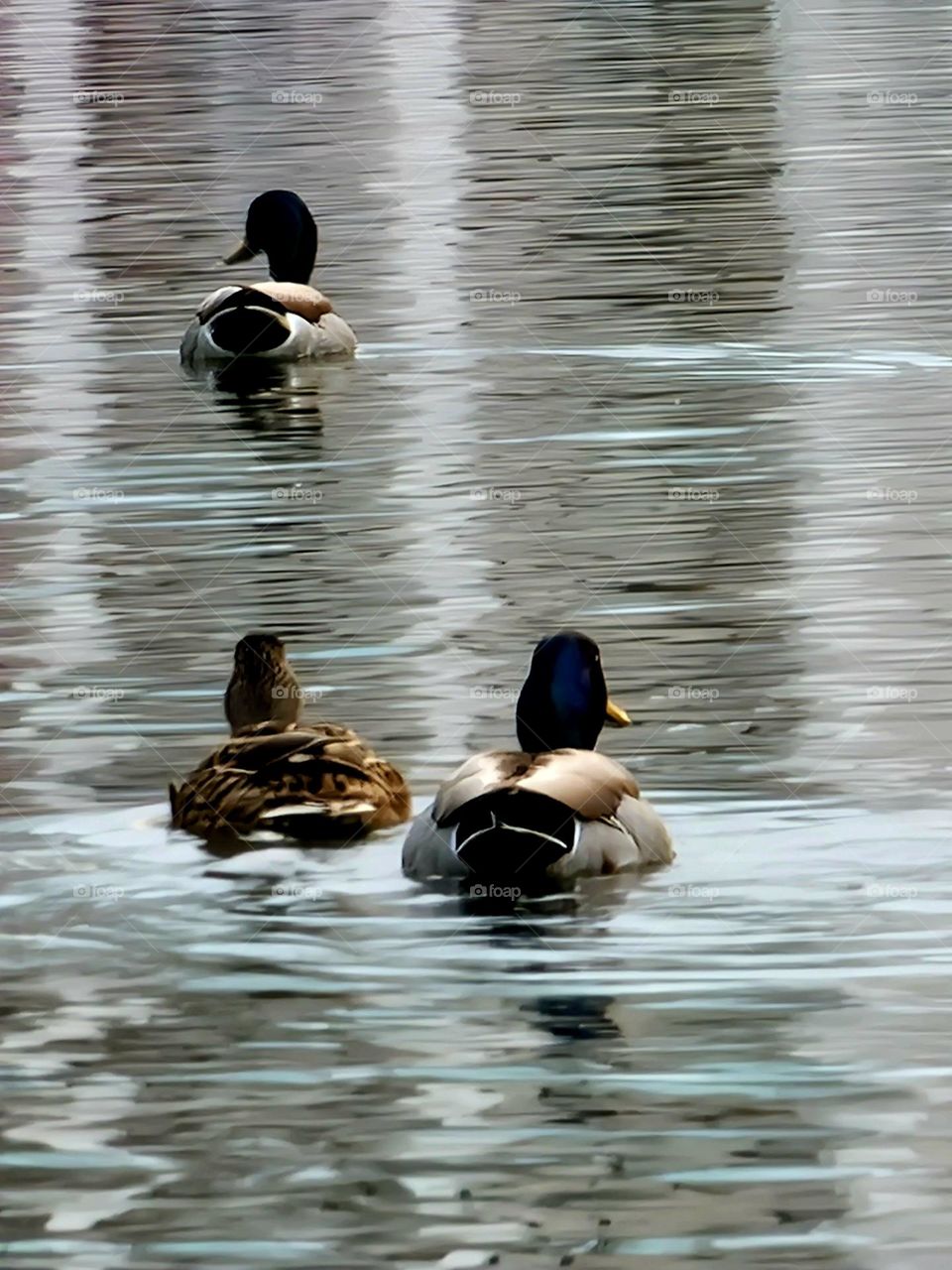 wild ducks in the park