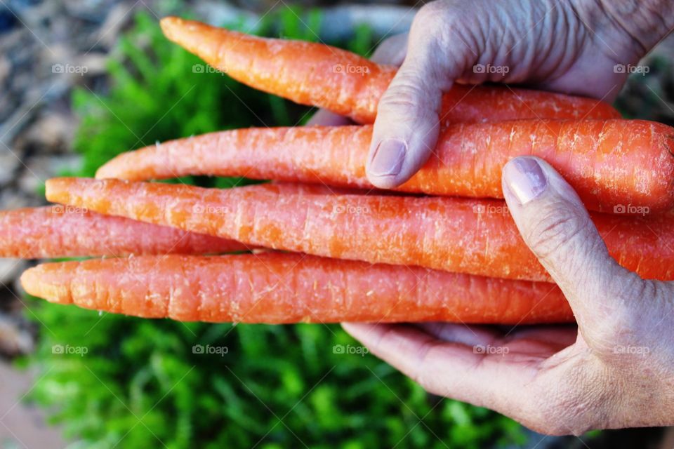 Person's hand holding bunch of carrot