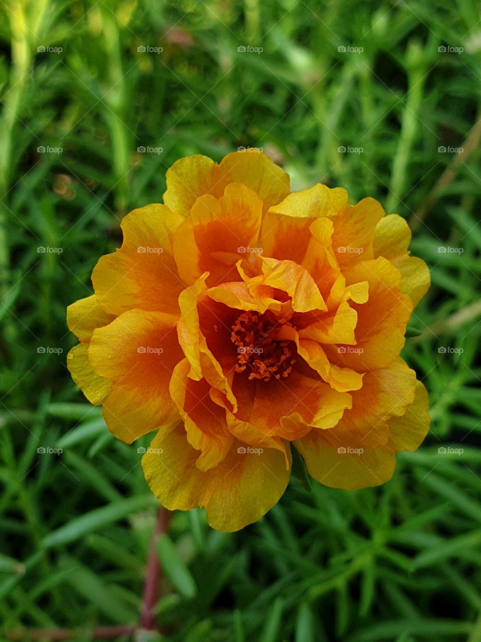 the portulaca grandiflora