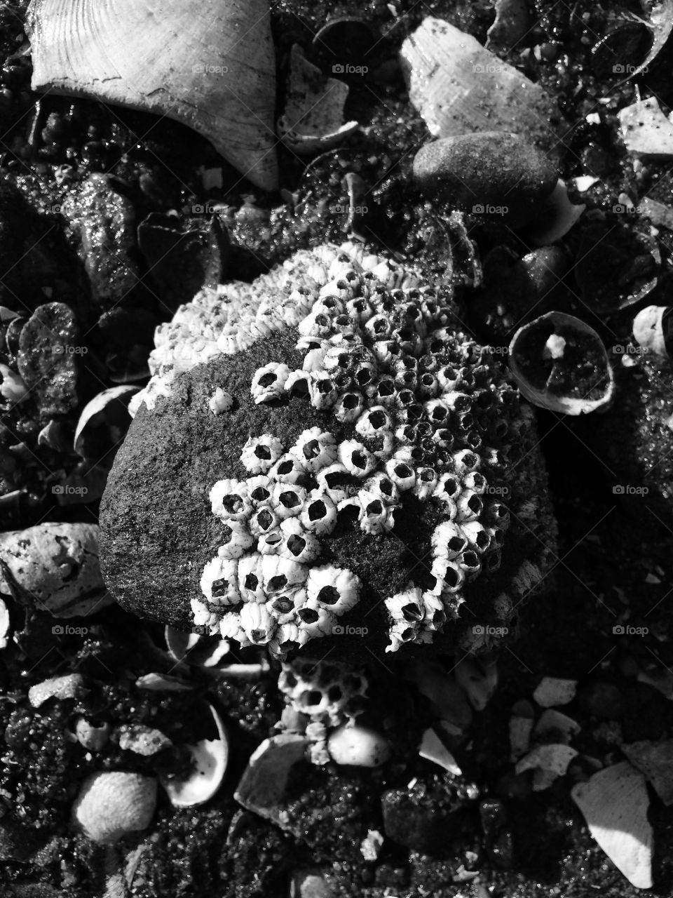 B/w barnacle 