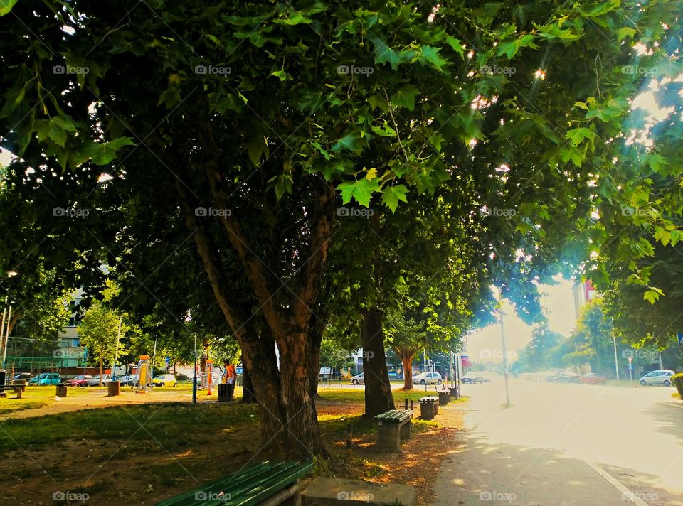 Summer,park,tree