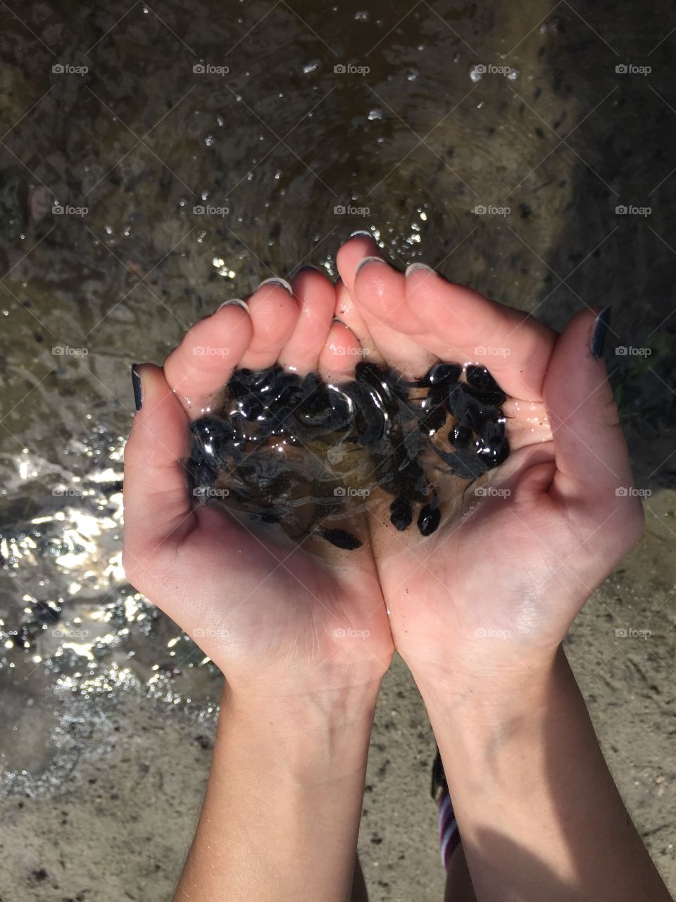Tadpoles in some water in my hands