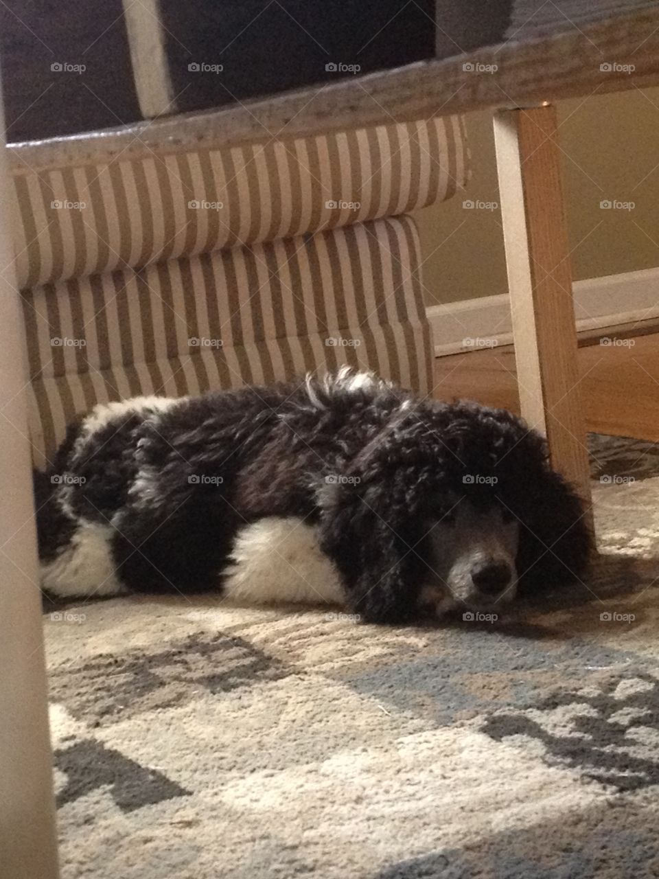 Standard poodle puppy napping on the floor. 