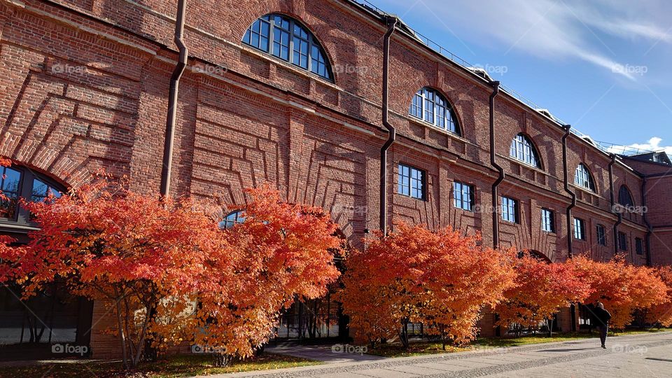 Autumn in the City 🍁🍂 Building 🍁🍂 Fall🍁🍂 Trees 🍁🍂