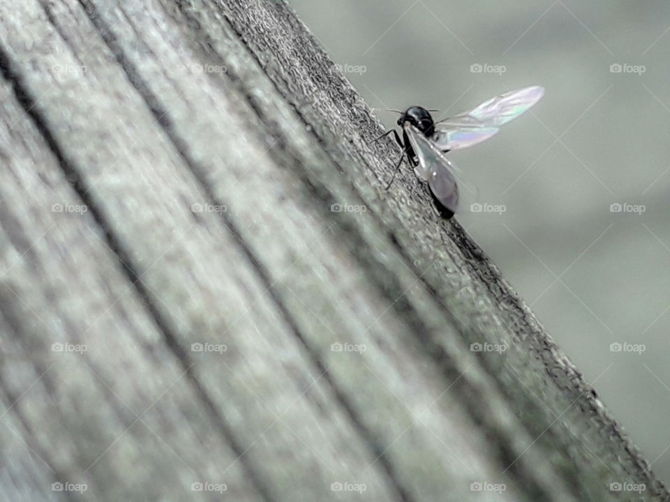 bug flying ant wing tiny litle beautiful wood stretch one