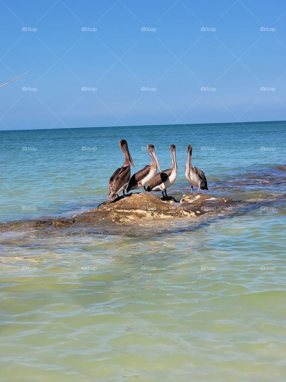 aves y el mar