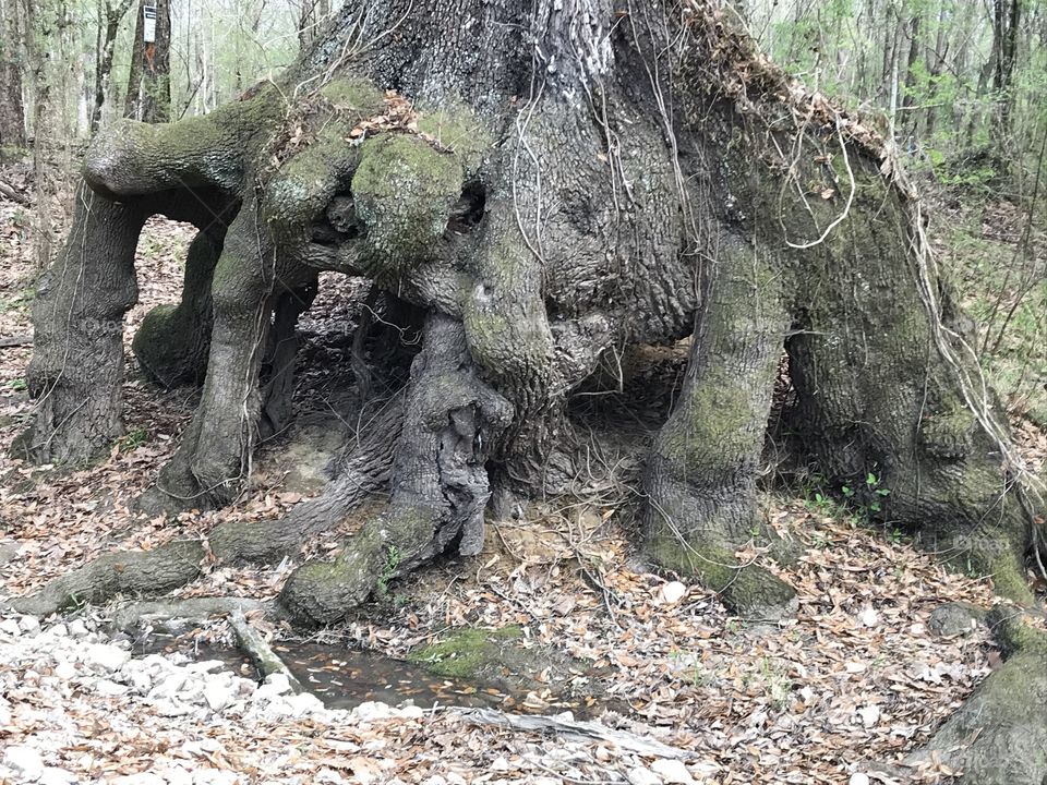 Oak tree roots