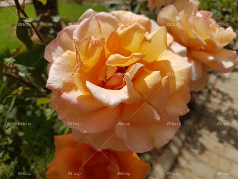 flowers flower fleur maroc nature maroc Morocco Africa day eyes mine high