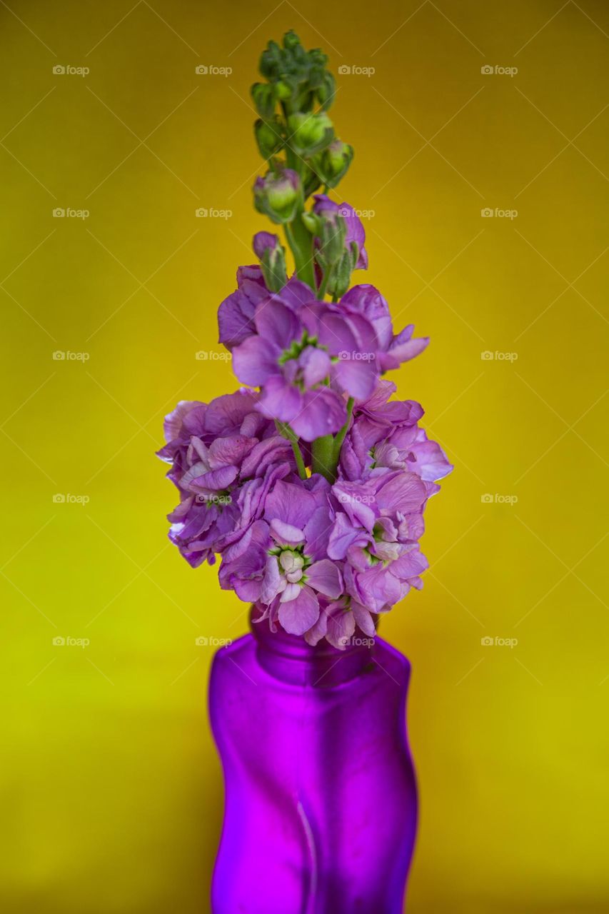 Violet flower in violet vase on yellow background 