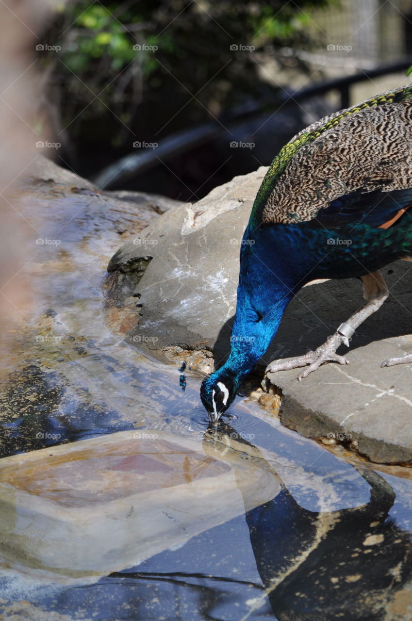 water zoo peacock drinking by charles2111