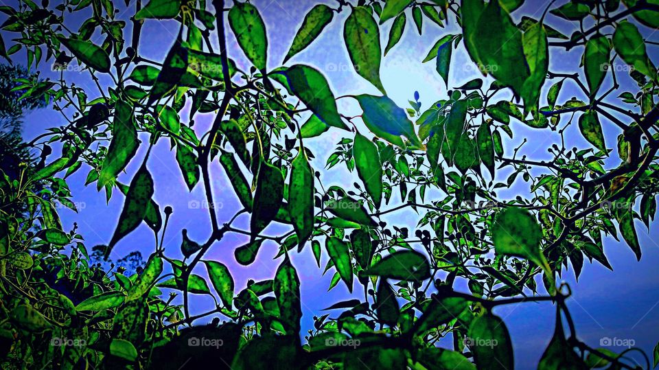 FOLHAGENS AO CÉU AZUL