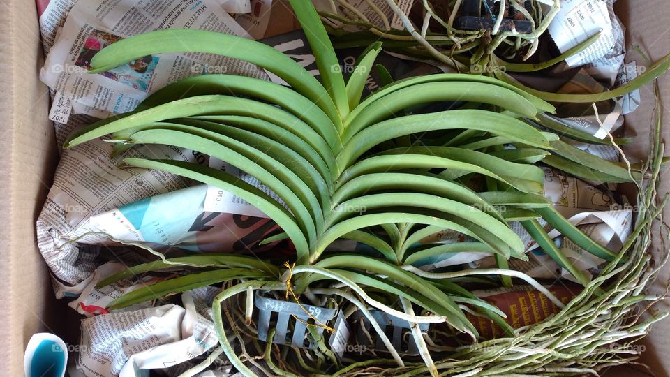 Uma planta resistente. Orquídea sem terra, raízes expostas, numa caixa de papelão com jornais, em embalagem, encomenda enviada por correios.