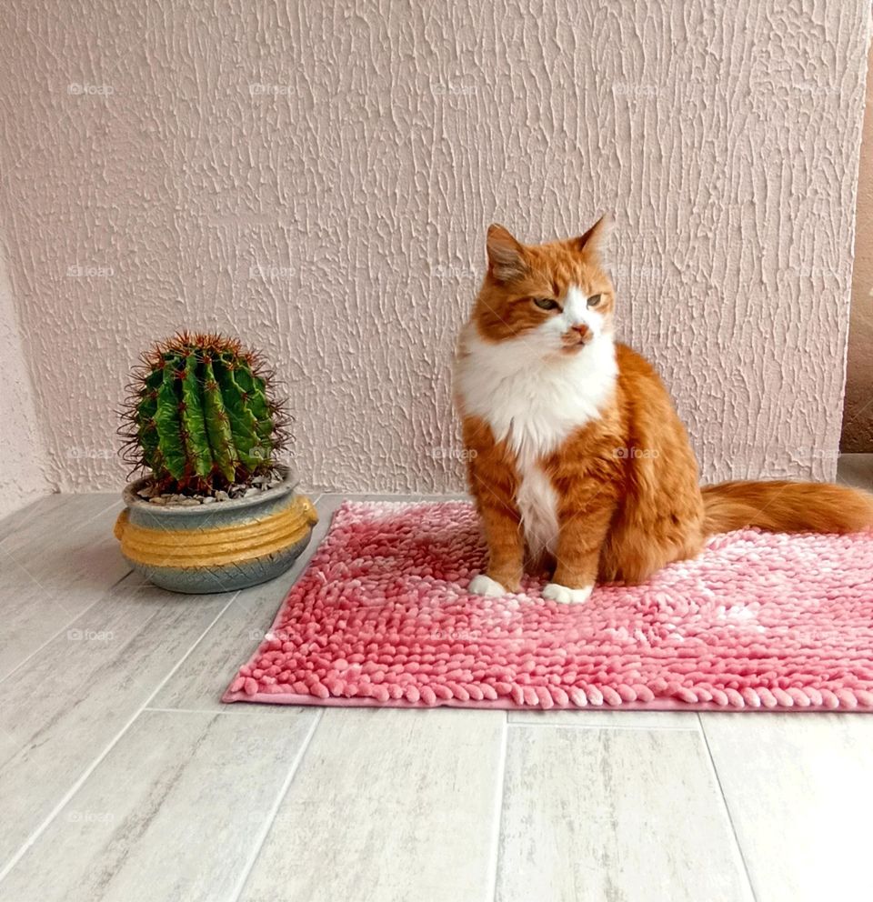 ginger cat relaxing home view from the ground