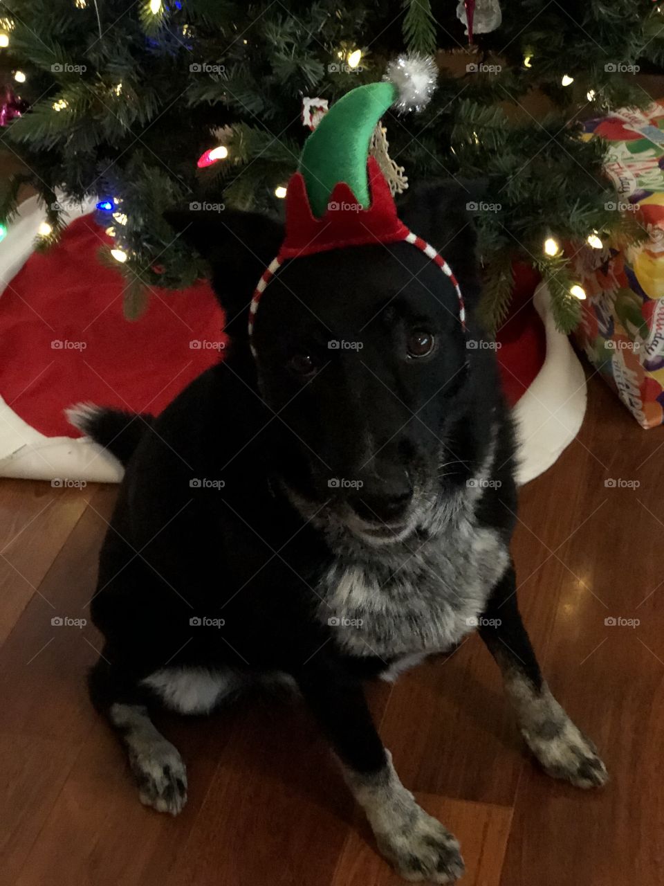 Santa’s Little Helper