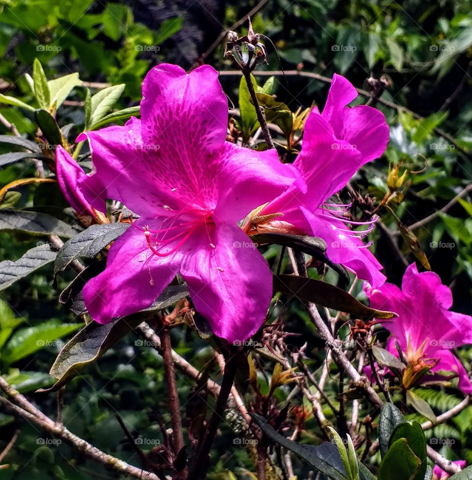flowers in the garden