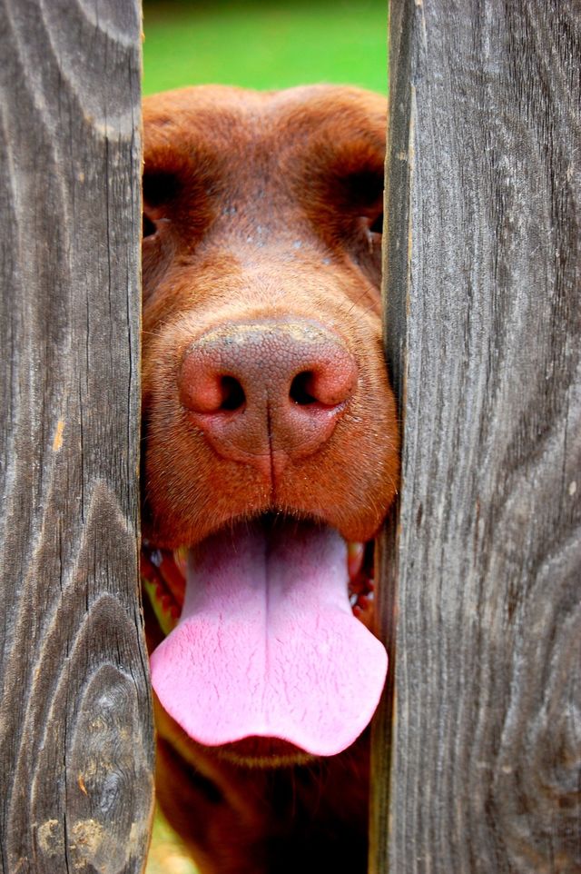 Extreme close-up of a dog face