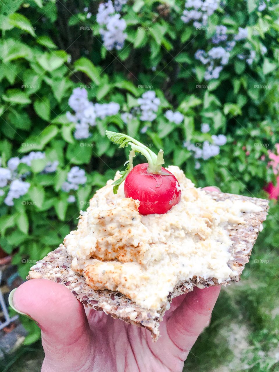 Vegan hummus sandwich crisp bread with radish