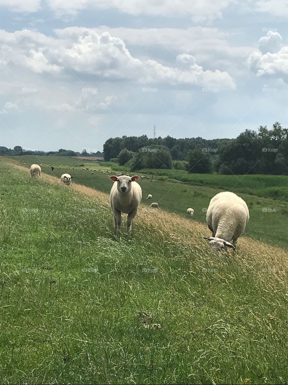 Schafe an der Elbe 