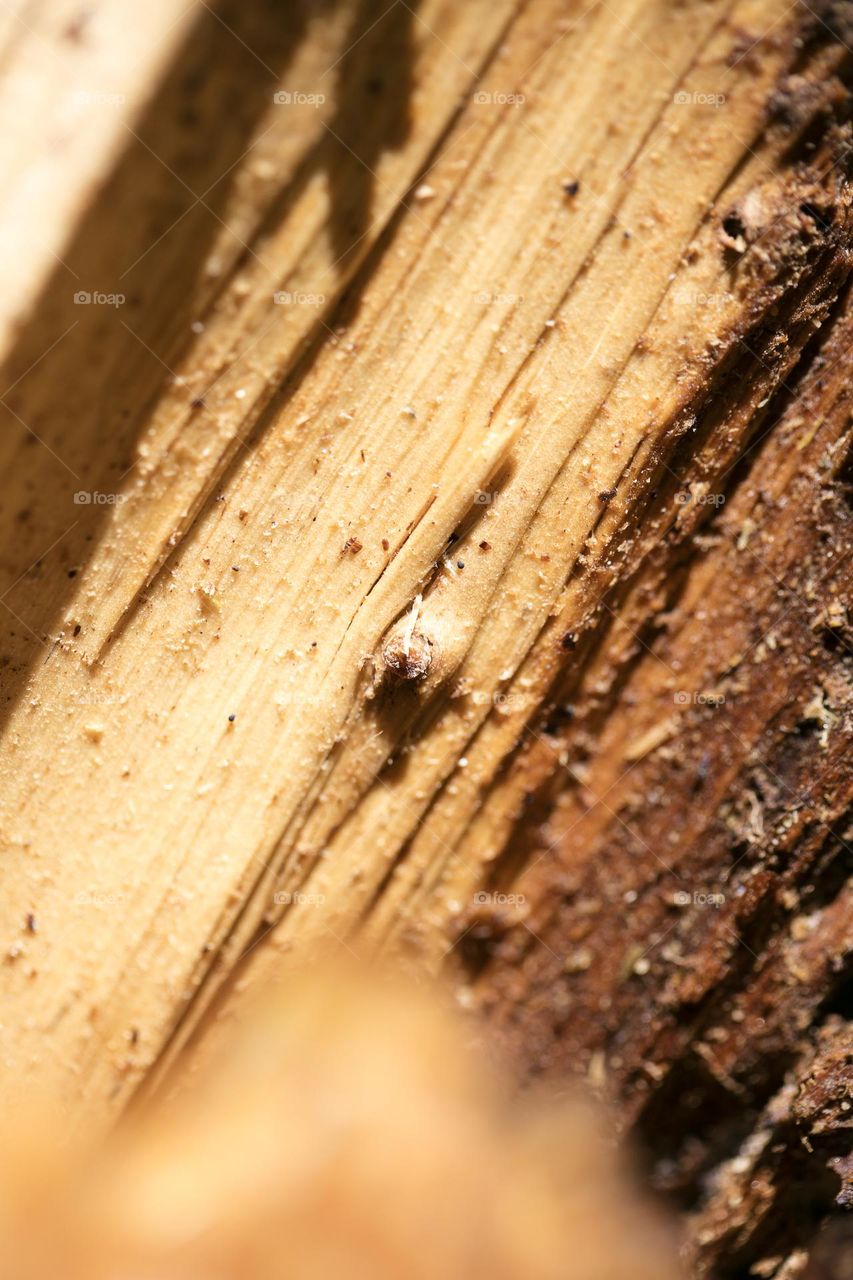 Wood surface close up background nature therapy amazing wildlife beautiful nature beings colorful eye-catching trippy psychedelic minimalist trees