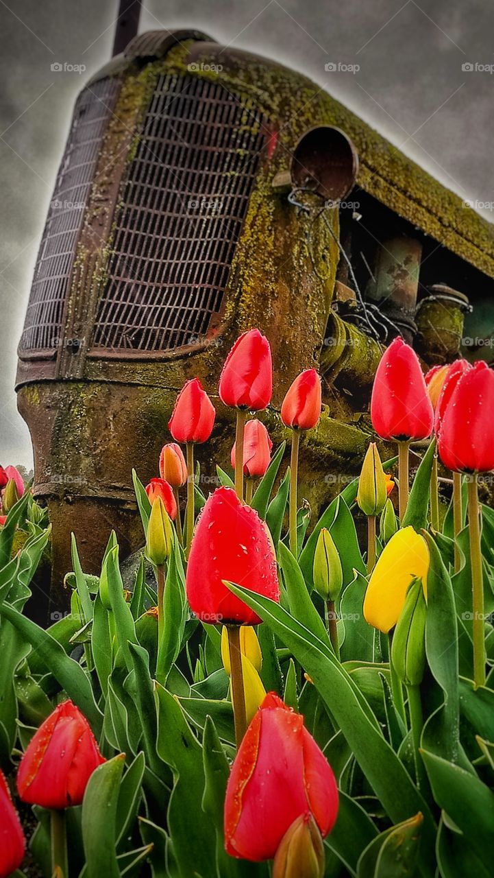 tractor tulips