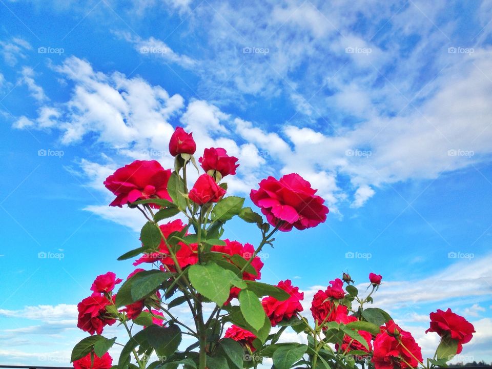 Roses in the sky. Blossom of roses fly in the sky