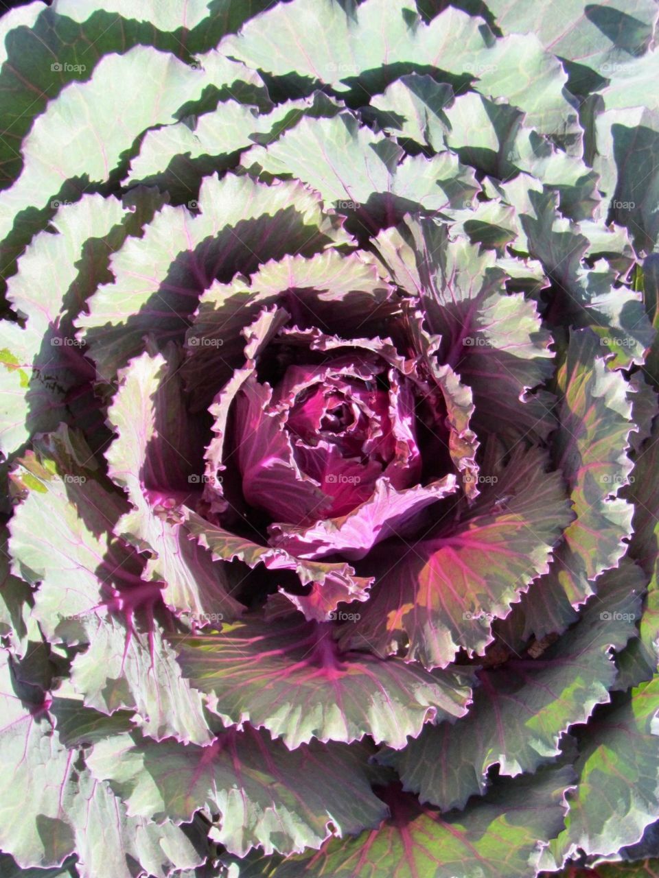 Purple cabbage 