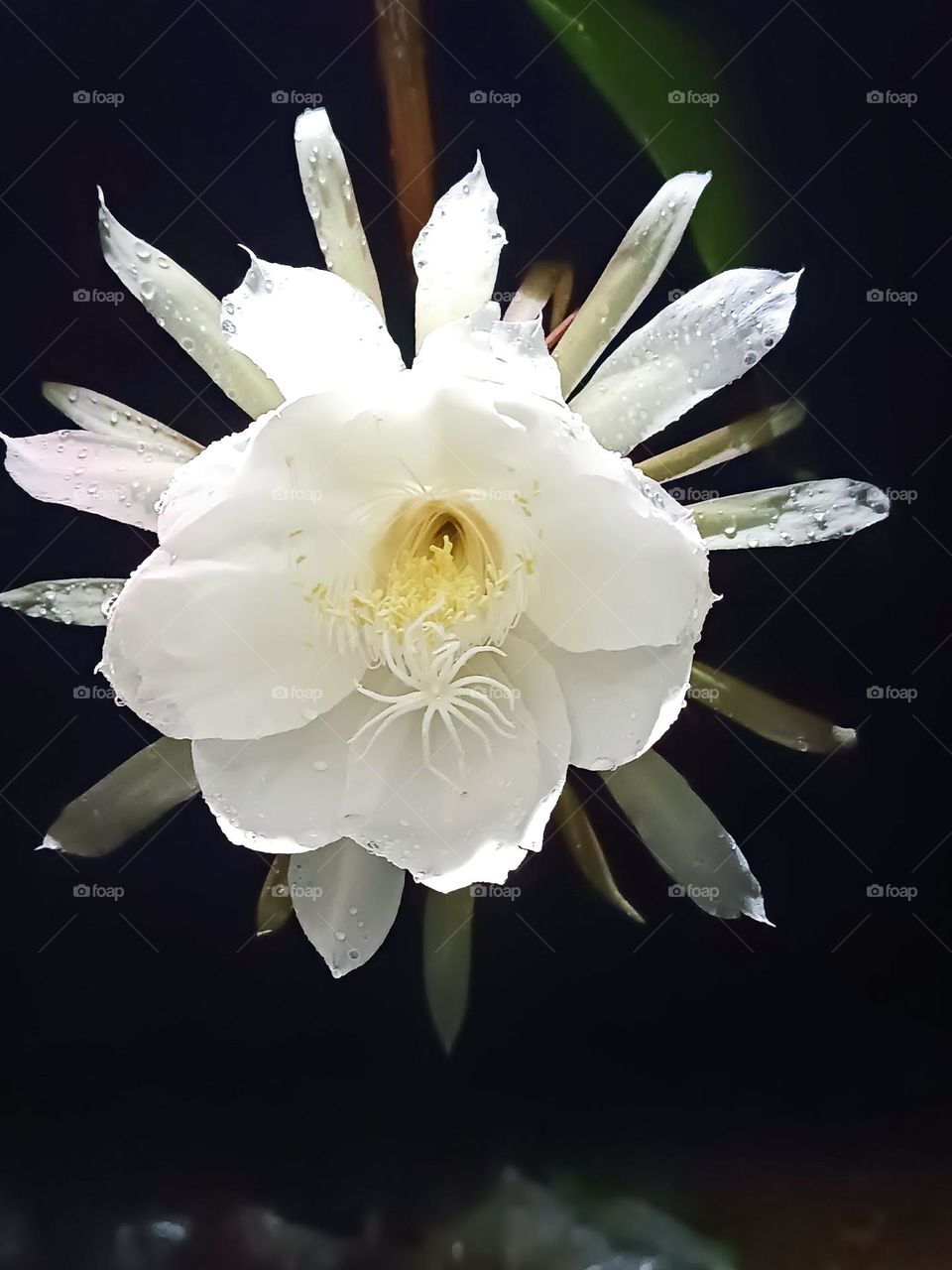 nishagandhi  or Epiphyllum oxypetalum= queen of night , white colour flower front side photo at Rainey day