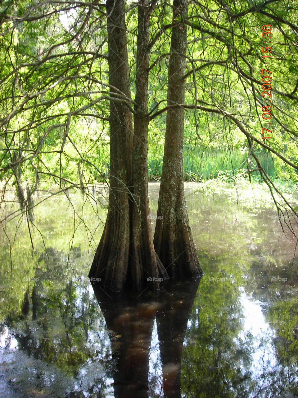 Swamp views of beauty