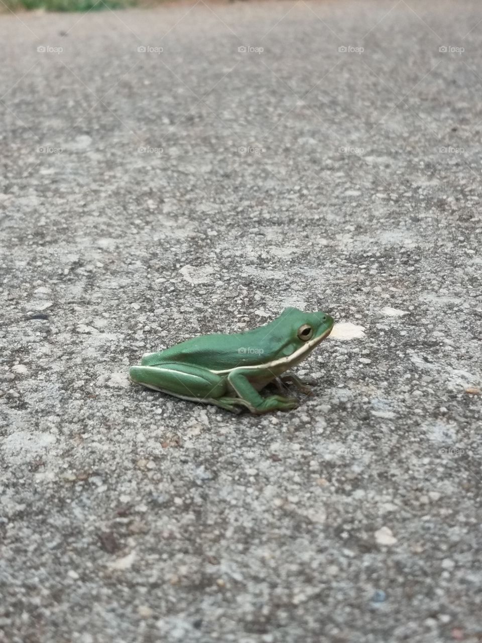 Green Tree Frog sitting in paved gray driveway in suburban Georgia