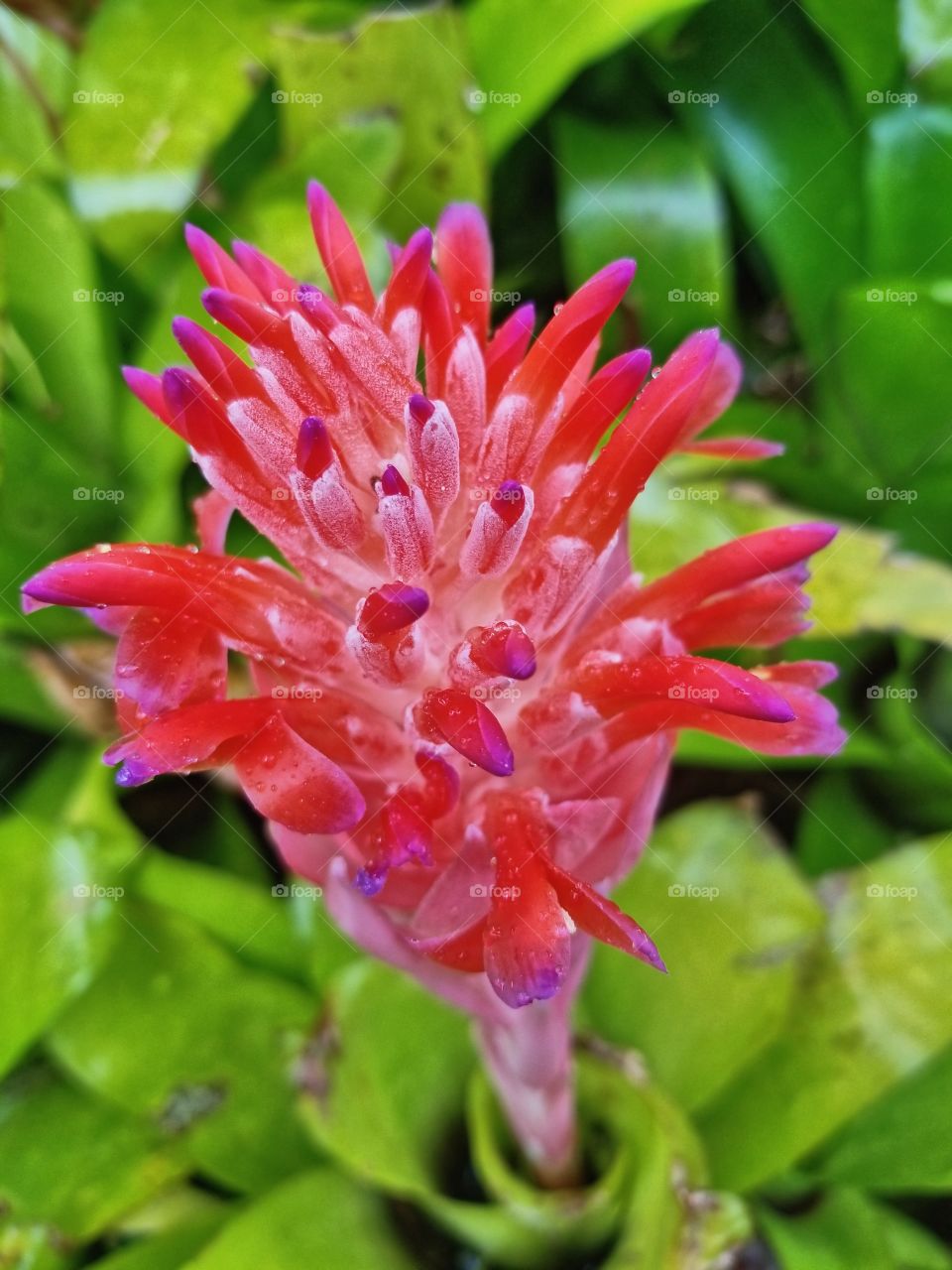 pinkish red and purple tropical flower