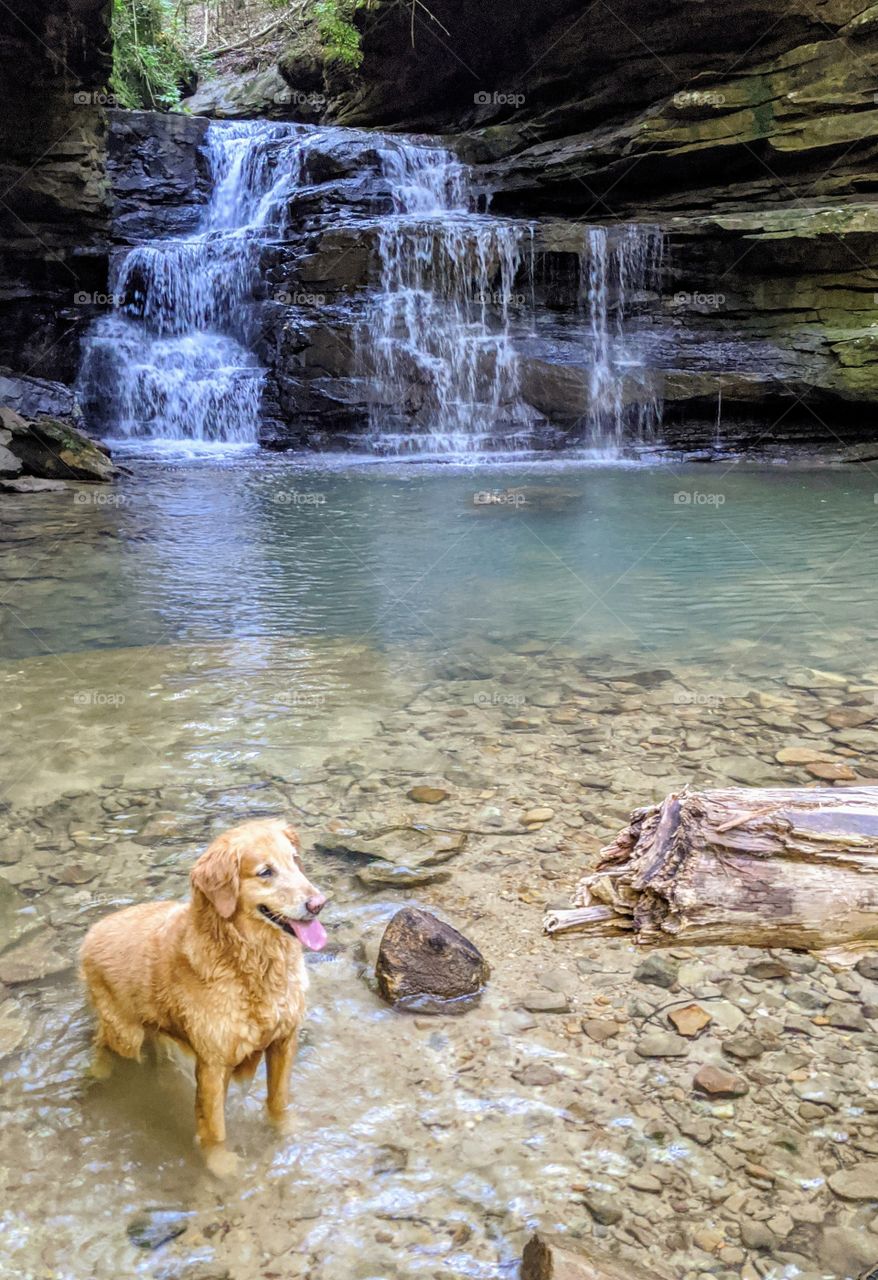 dog cooling off by a waterfall