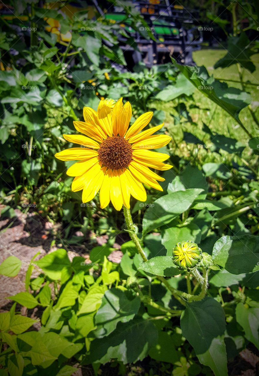 My field of sunflowers
