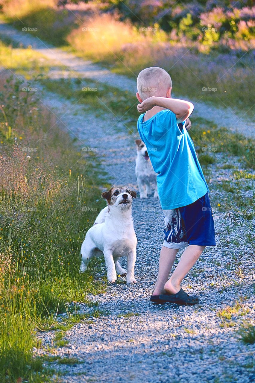 Little boy playing two dog