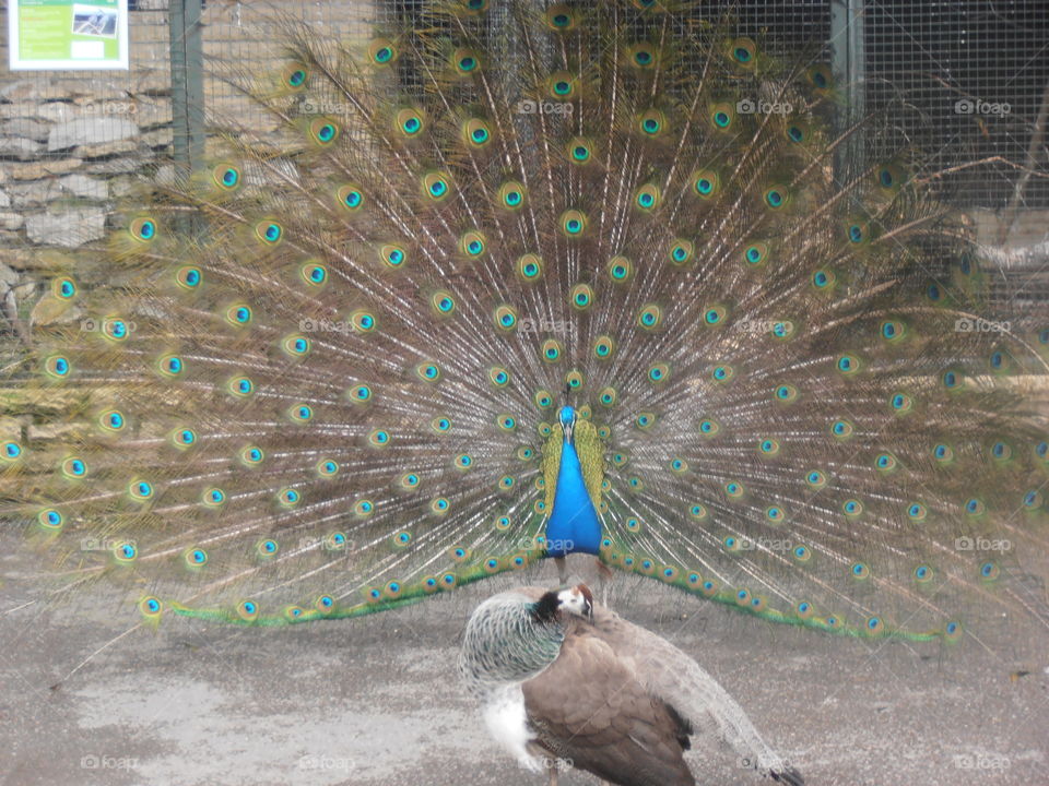 Peacock And Hen