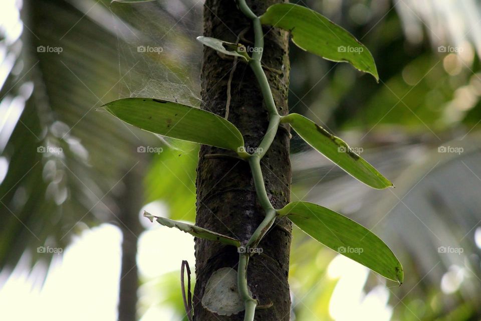 Vanilla strands and leaves