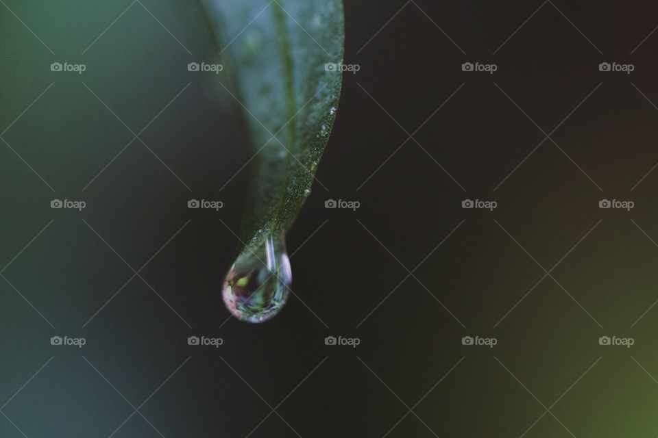 Rain, Dew, Drop, H2 O, Droplet