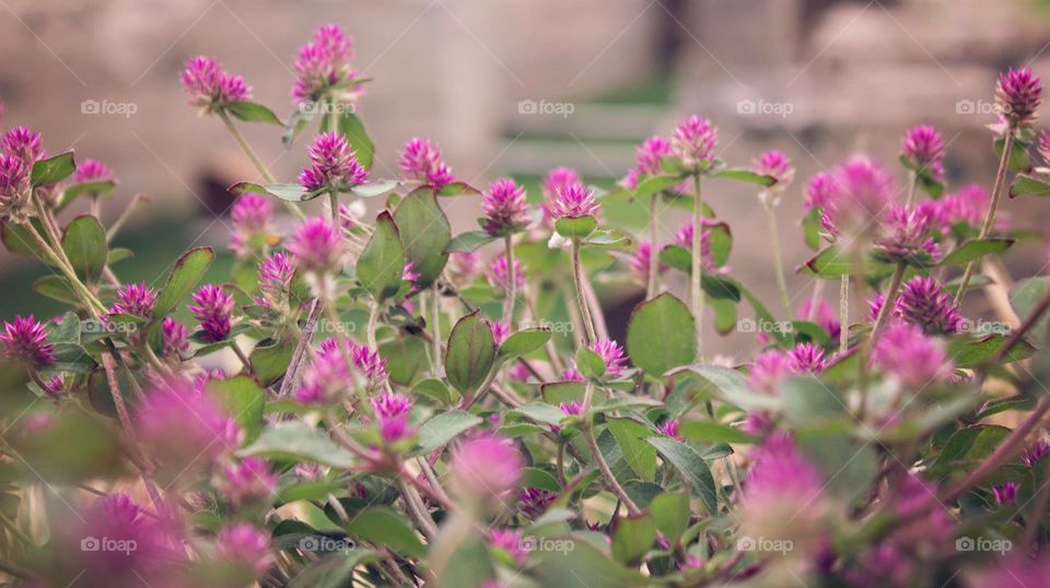 flowers