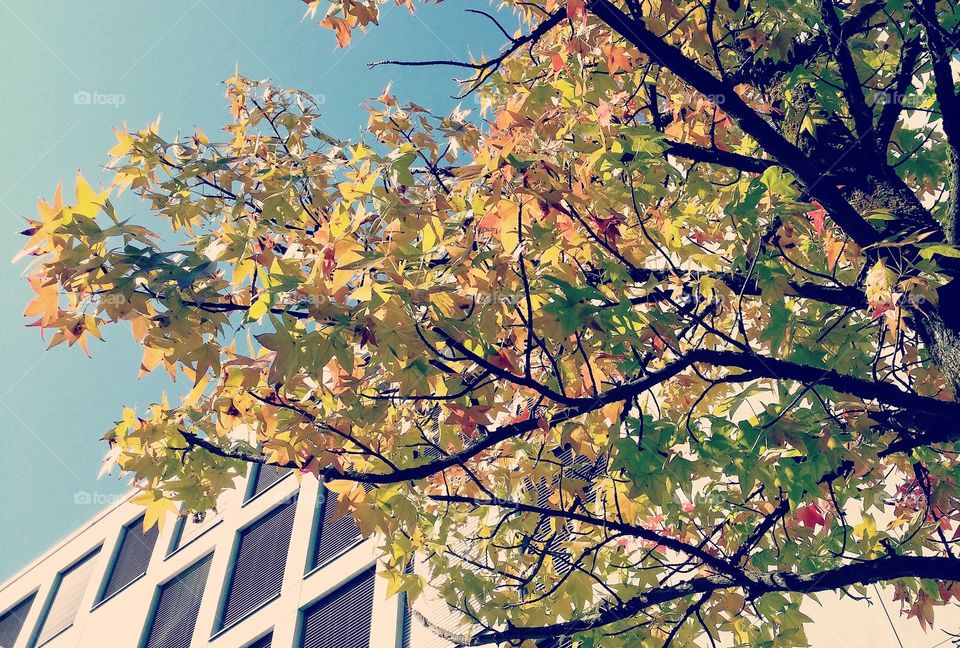 Beautiful image of autumn leaves with blue sky.