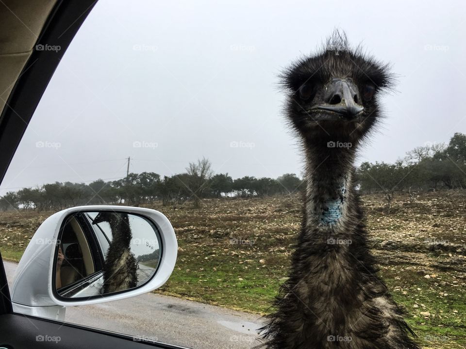 Emu