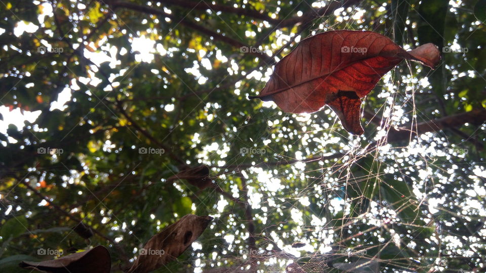 still dry leaf hanging on spider net.