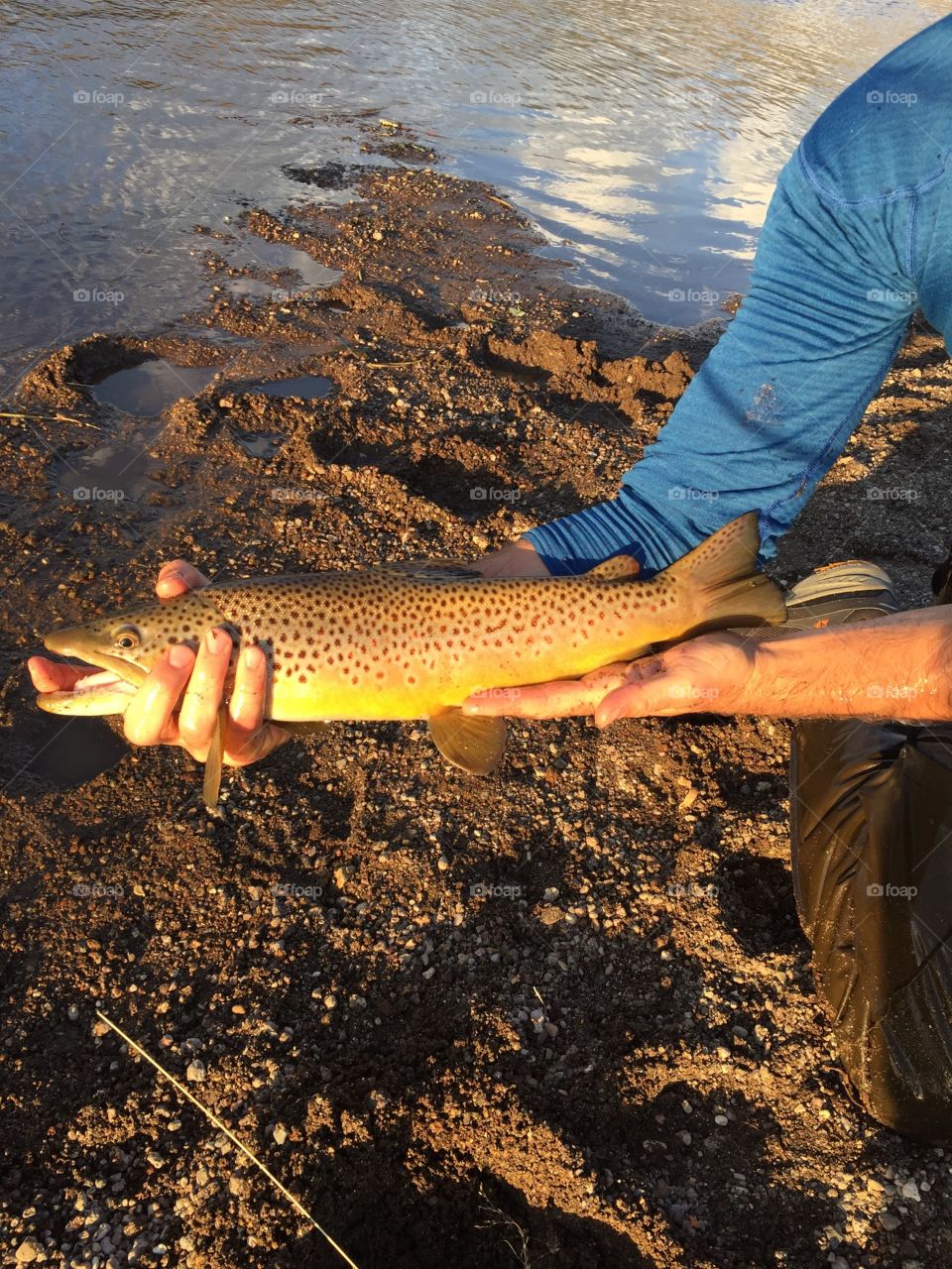 Beautiful rainbow trout in the Rio Grande River