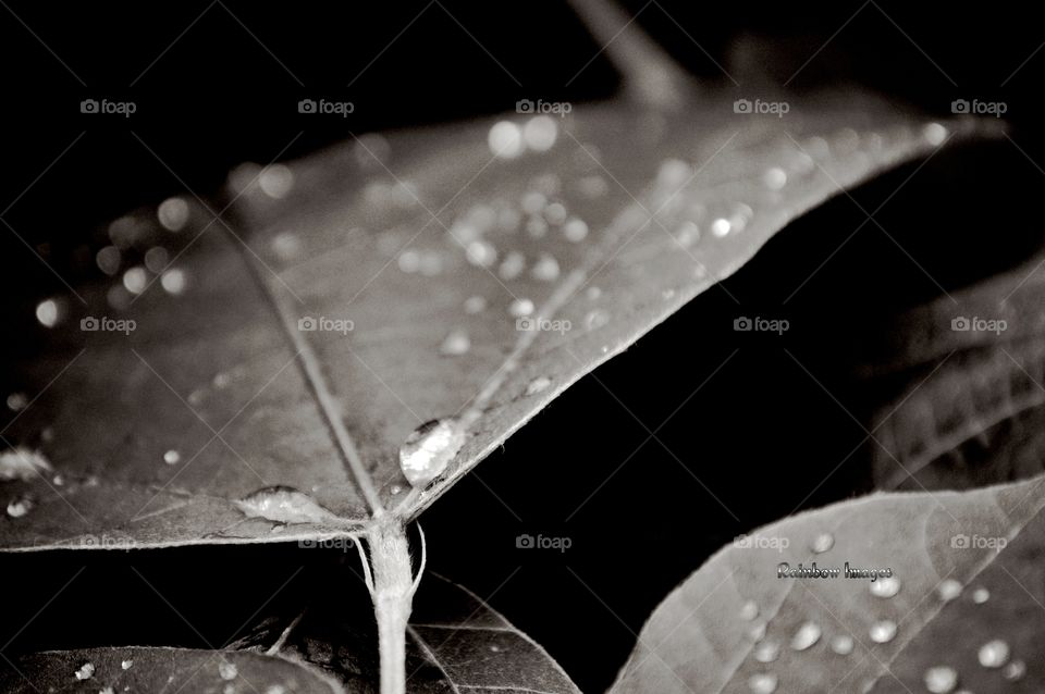 Raindrops