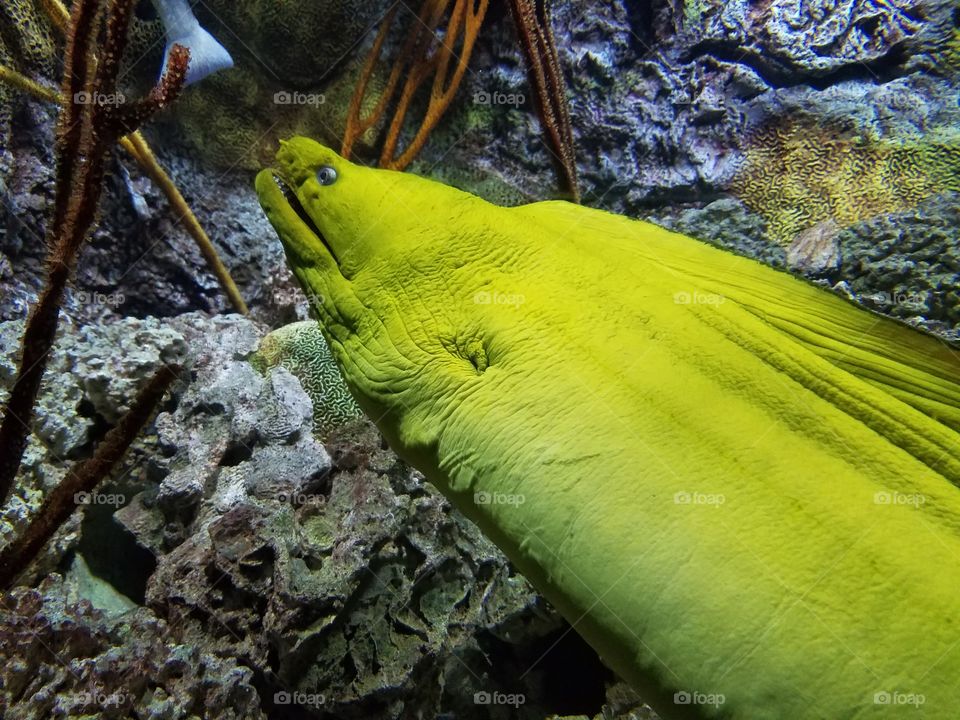Neon Green Moray Eel at the Henry Doorly Zoo