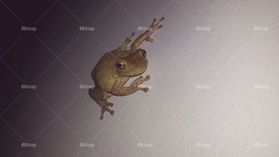 night frog bright