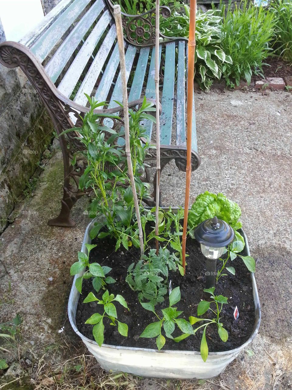 Small urban spaces can still produce a bountiful harvest by seasons end.