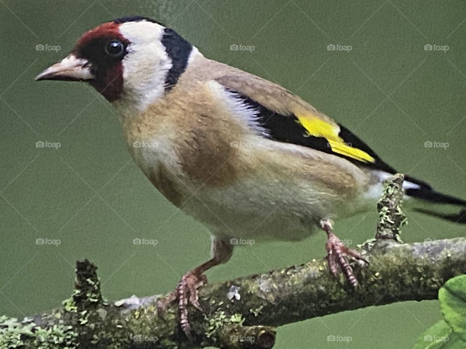 A photo of a photo of a most beautiful Little Bird