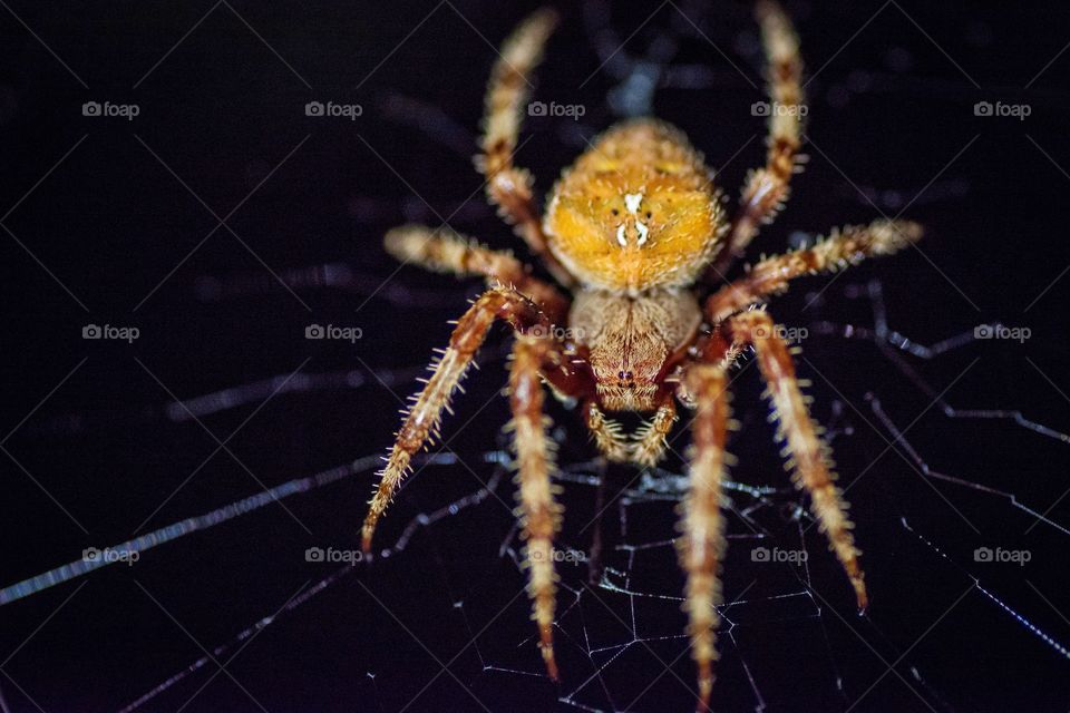 spider in its web